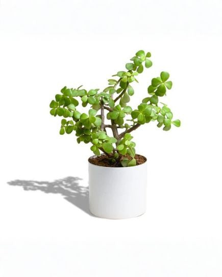 Ceramic Circular Planter - White
