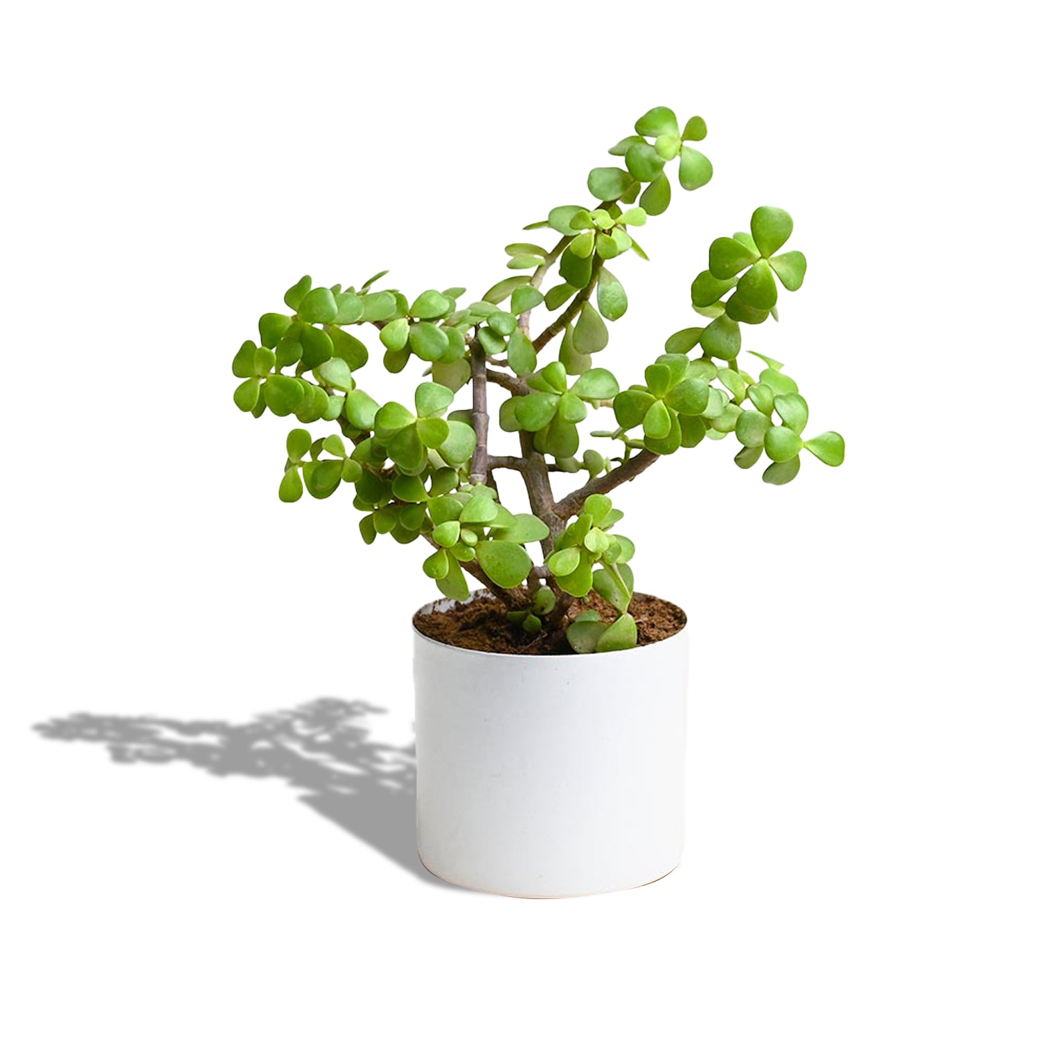 Ceramic Circular Planter - White
